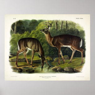 Common (White-tailed) Deer - Audubon's Quadrupeds Poster