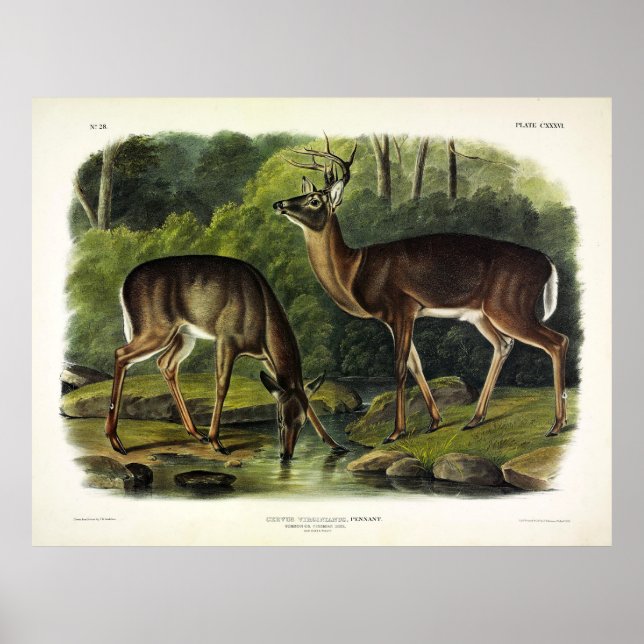 Common (White-tailed) Deer - Audubon's Quadrupeds Poster (Front)