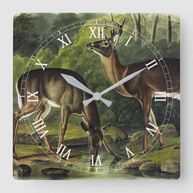 Common (White-tailed) Deer - Audubon's Quadrupeds Square Wall Clock (Front)