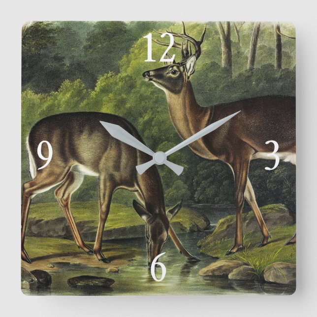 Common (White-tailed) Deer - Audubon's Quadrupeds Square Wall Clock (Front)