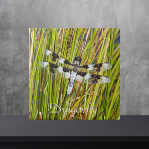 Common Whitetail Dragonfly Photo Ceramic Tile