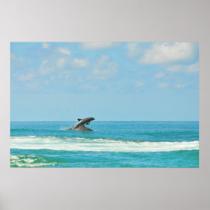 Common Wild Dolphins Playing In Gulf FL Poster