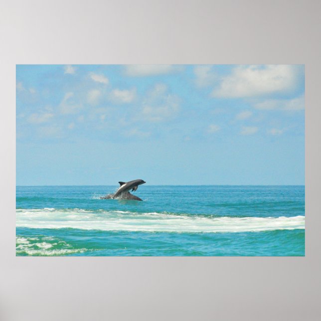 Common Wild Dolphins Playing In Gulf FL Poster (Front)