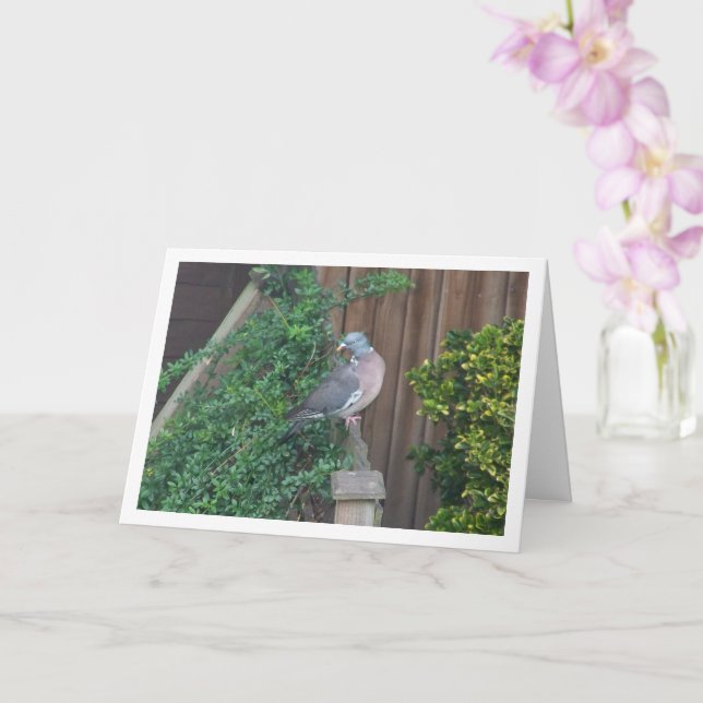 Common Wood Pigeon on Fence Card (Orchid)
