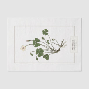 Common Wood Sorrel (Oxalis acetosella) Tissue Paper