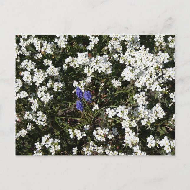 Common Yarrow & Grape Hyacinth DIY Postcard (Front)