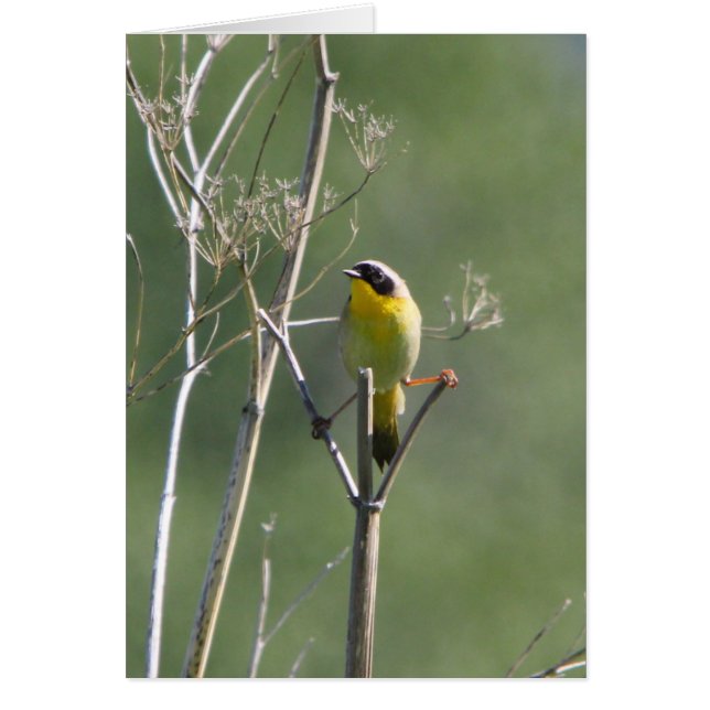 Common Yellowthroat (Front)