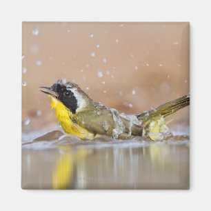 Common yellowthroat bathing magnet