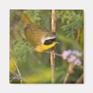 Common Yellowthroat Geothlypis trichas) male, Magnet