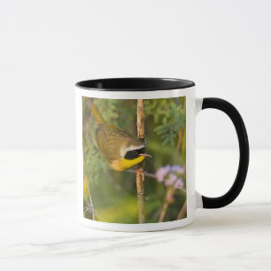 Common Yellowthroat Geothlypis trichas) male, Mug