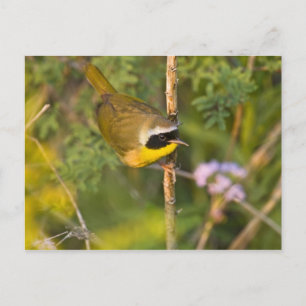 Common Yellowthroat Geothlypis trichas) male, Postcard