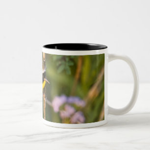Common Yellowthroat Geothlypis trichas) male, Two-Tone Coffee Mug