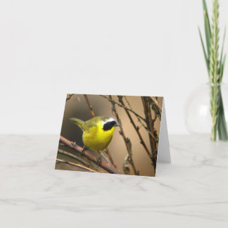 Common Yellowthroat • Joe Sweeney - card