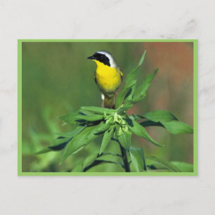 Common Yellowthroat Postcard