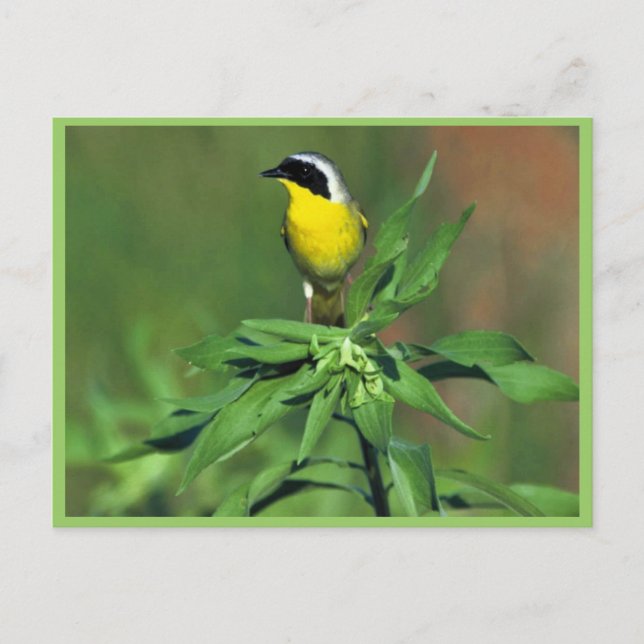 Common Yellowthroat Postcard (Front)