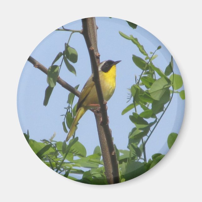 Common Yellowthroat Warbler magnet (Front)