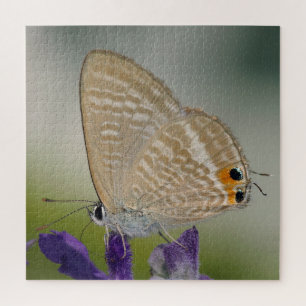 Common Zebra Blue Butterfly Jigsaw Puzzle