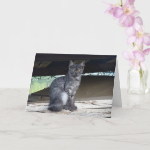 Community Cat Portrait Card