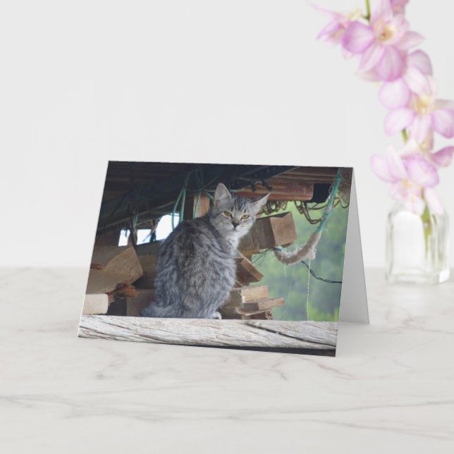 Community Cat Portrait Card (Orchid)