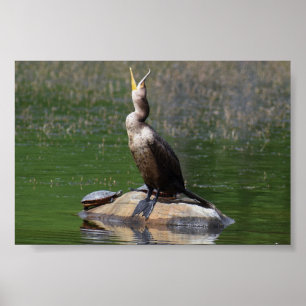 Comorant with a Turtle Poster