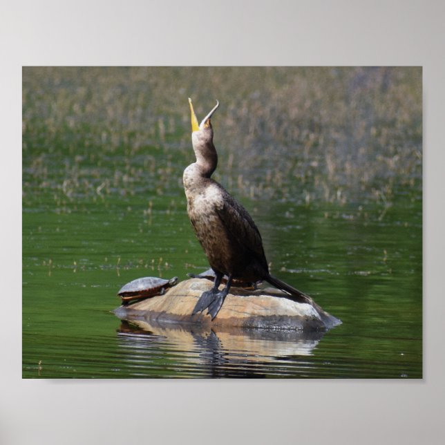 Comorant with a Turtle Poster (Front)