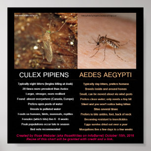 Comparing Zika-Carrying Mosquitoes by RoseWrites Poster