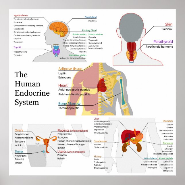 Complete Diagram of the Human Endocrine System Poster (Front)