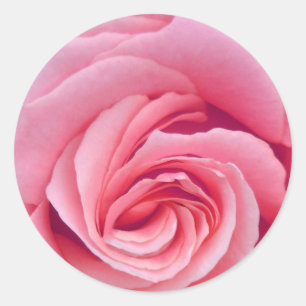 Complexity of Pink Rose Sticker