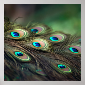 Composition of bright peacock feathers poster