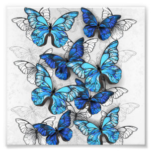 Composition of White and Blue Butterflies Photo Print