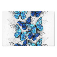 Composition of White and Blue Butterflies