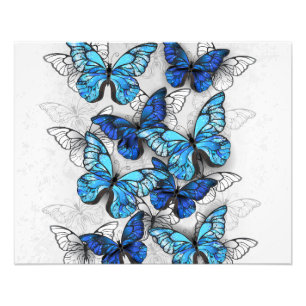 Composition of White and Blue Butterflies Photo Print