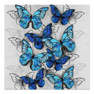 Composition of White and Blue Butterflies Poster