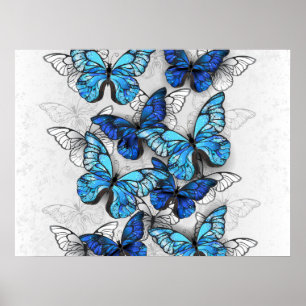 Composition of White and Blue Butterflies Poster