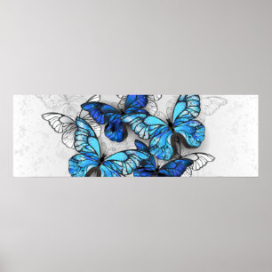 Composition of White and Blue Butterflies Poster