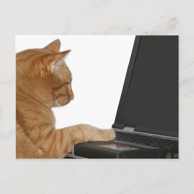 Computing cat postcard (Front)