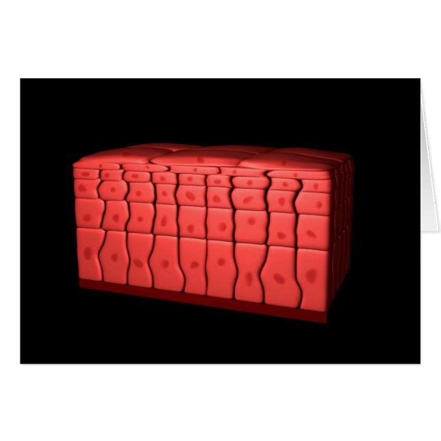 Concept Of Stratified Squamous Epithelium 2 (Front Horizontal)