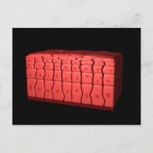 Concept Of Stratified Squamous Epithelium 2 Postcard