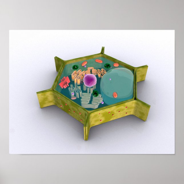 Conceptual Image Of A Plant Cell Poster (Front)