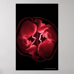 Conceptual image of a womb containing twins poster