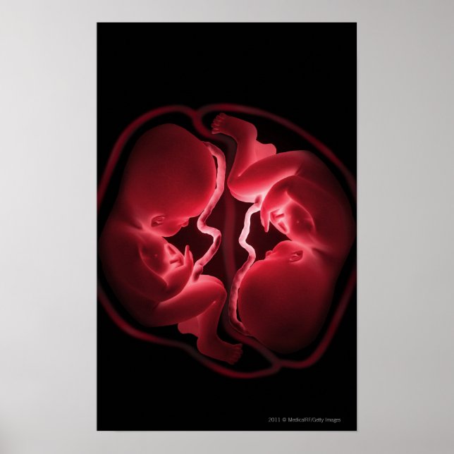 Conceptual image of a womb containing twins poster (Front)