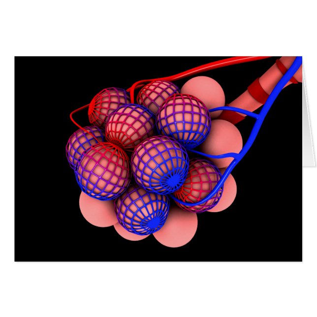 Conceptual Image Of Alveoli 1 (Front Horizontal)
