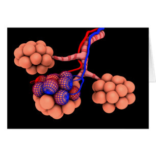 Conceptual Image Of Alveoli 3