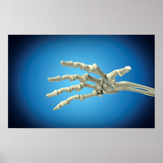 Conceptual Image Of Bones In Human Hand 1 Poster (Front)