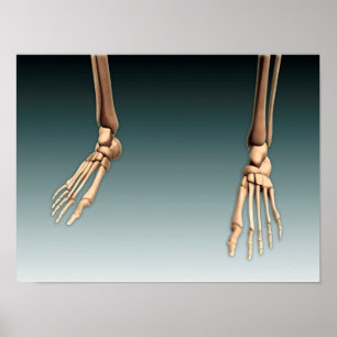 Conceptual Image Of Bones In Human Legs And Feet Poster
