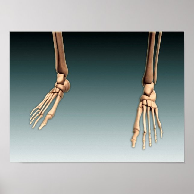 Conceptual Image Of Bones In Human Legs And Feet Poster (Front)