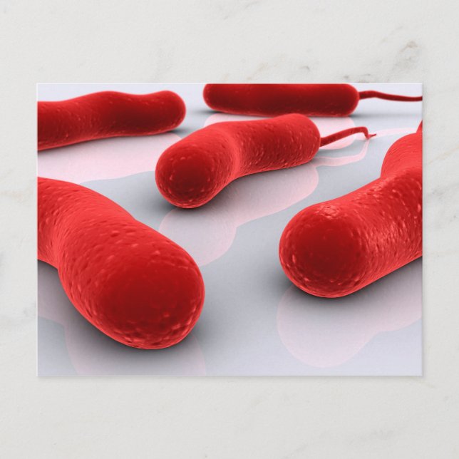 Conceptual Image Of Cholerae Bacteria Postcard (Front)