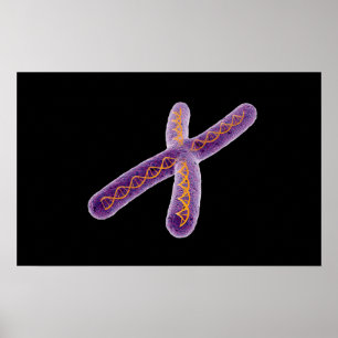 Conceptual Image Of Chromosome 2 Poster