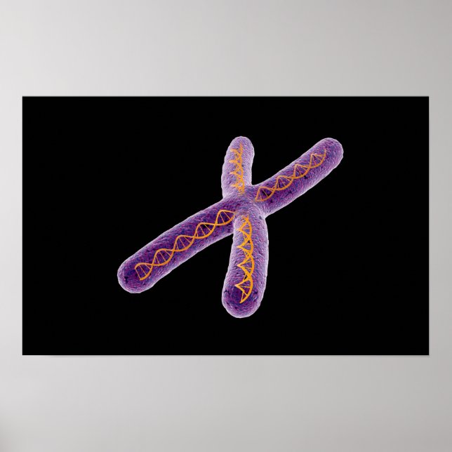 Conceptual Image Of Chromosome 2 Poster (Front)