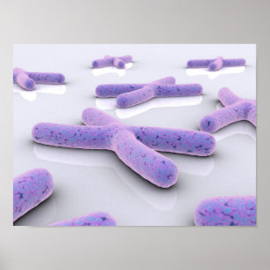 Conceptual Image Of Chromosome 4 Poster